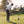 Foresight Sports GC3 launchmonitor voor golfers op de fairway met man die de bal slaat actie foto