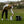 Garmin Approach R50 launch monitor lifestyle foto gebruik op de golfbaan